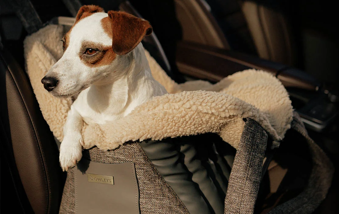 Subaru Forester Dog Carrier Car Seat for Alaskan Klee Kai